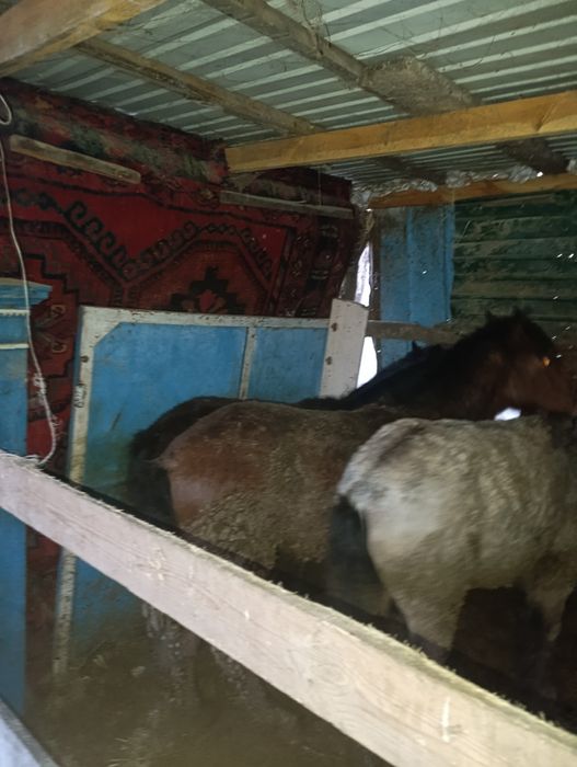 Продам лошадь жирного