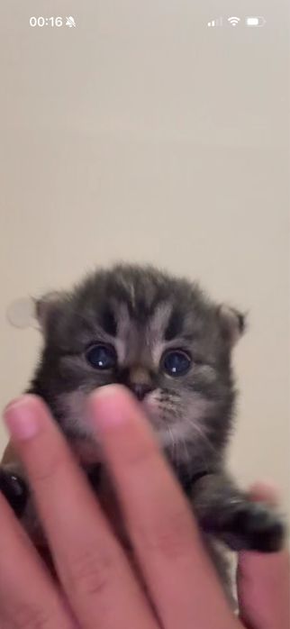Шотландские вислоухие котята