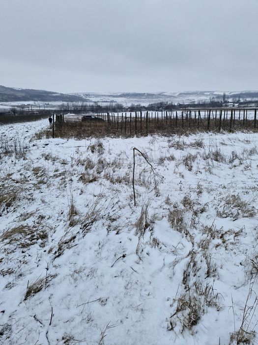 Teren intravilan  Podu Iloaiei
