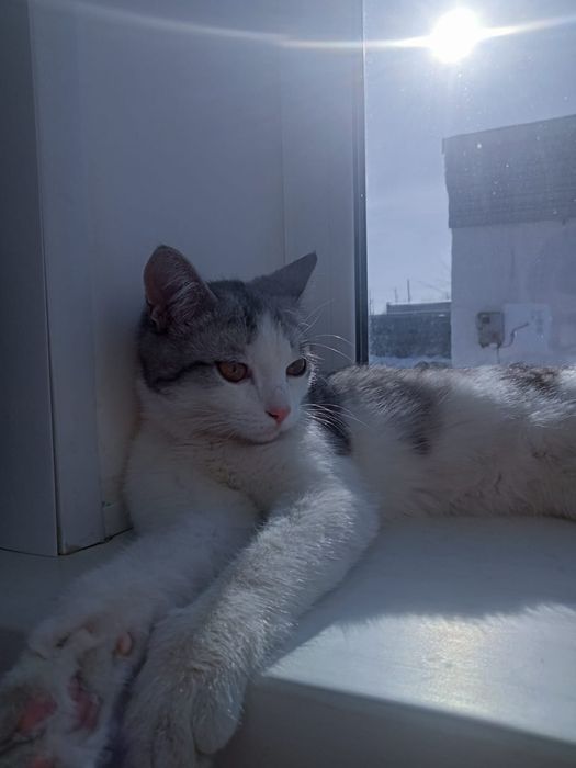 Кошка дымок 8 месяцев