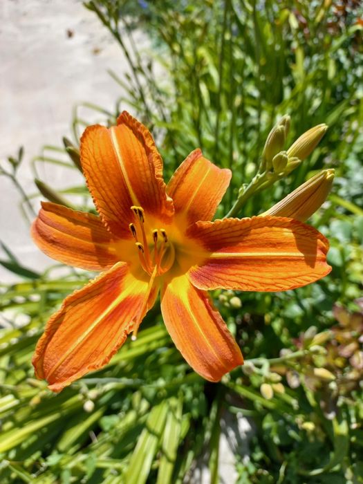 Лилейник для сада