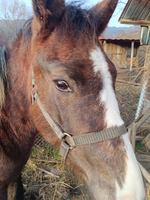 Vând cârlană , un an și șapte luni