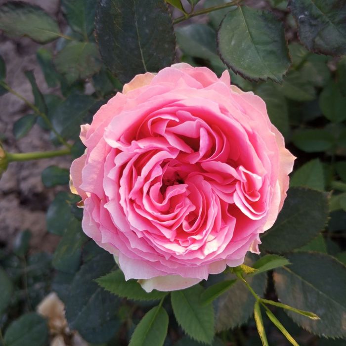 Росе цветы оптом