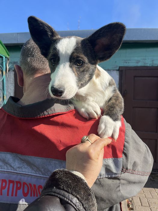 Вельш корги кардиган