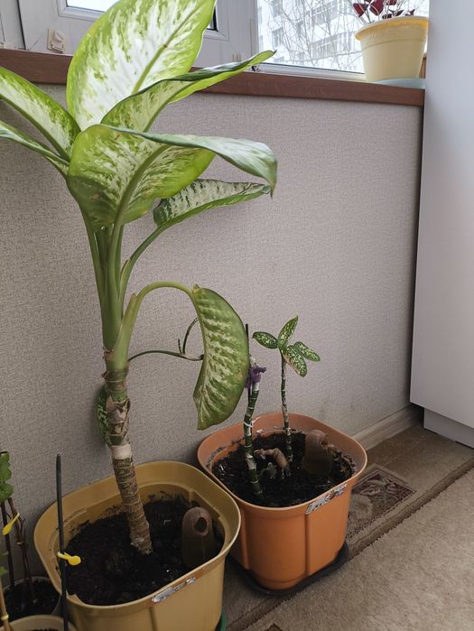 Распродажа цветов