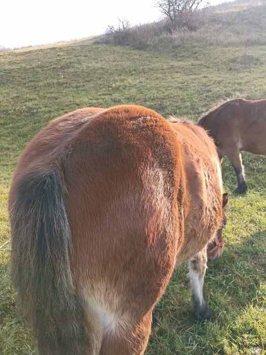 Vind mînz de șapte luni