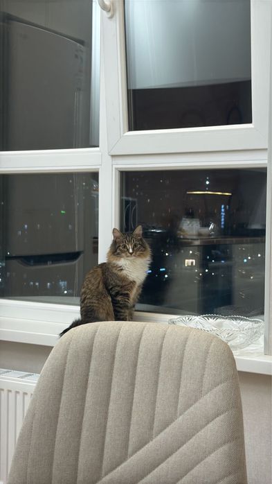 Кошка 6мес хорошая