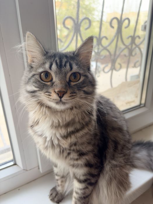 Отдам кота в добрые руки