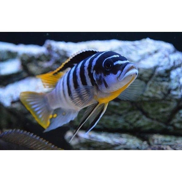 Рибки Африкански цихлиди