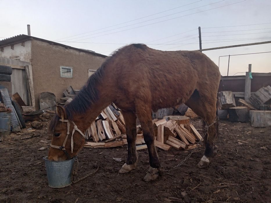 Байтал сатылады.