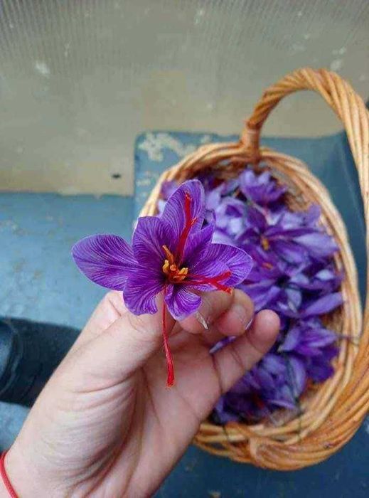 Шафранови луковици