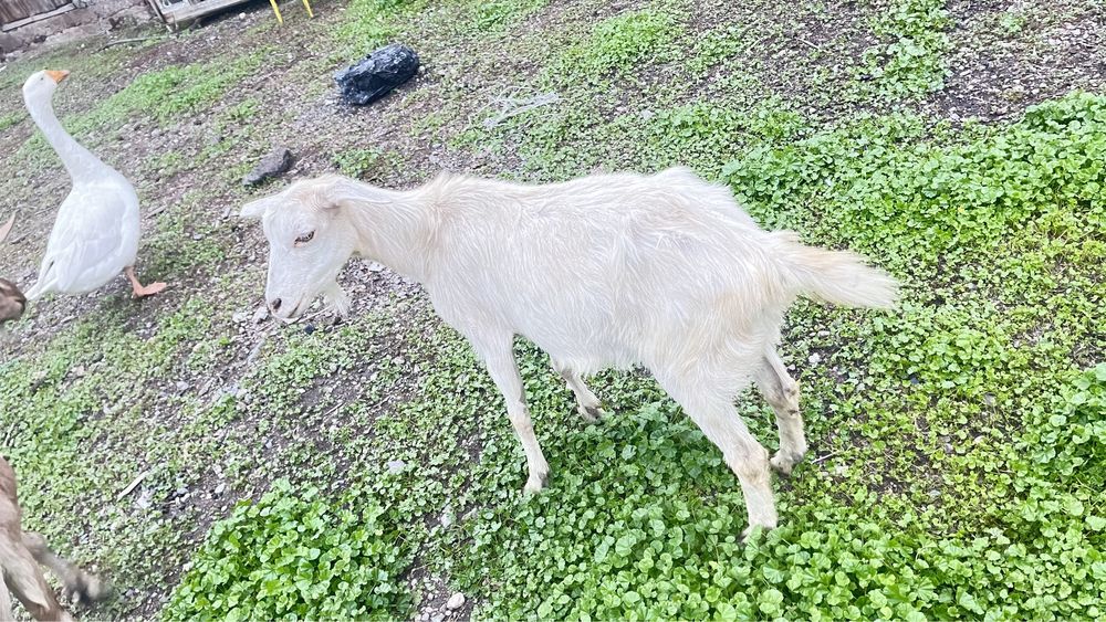 Ешкі лақтарымен