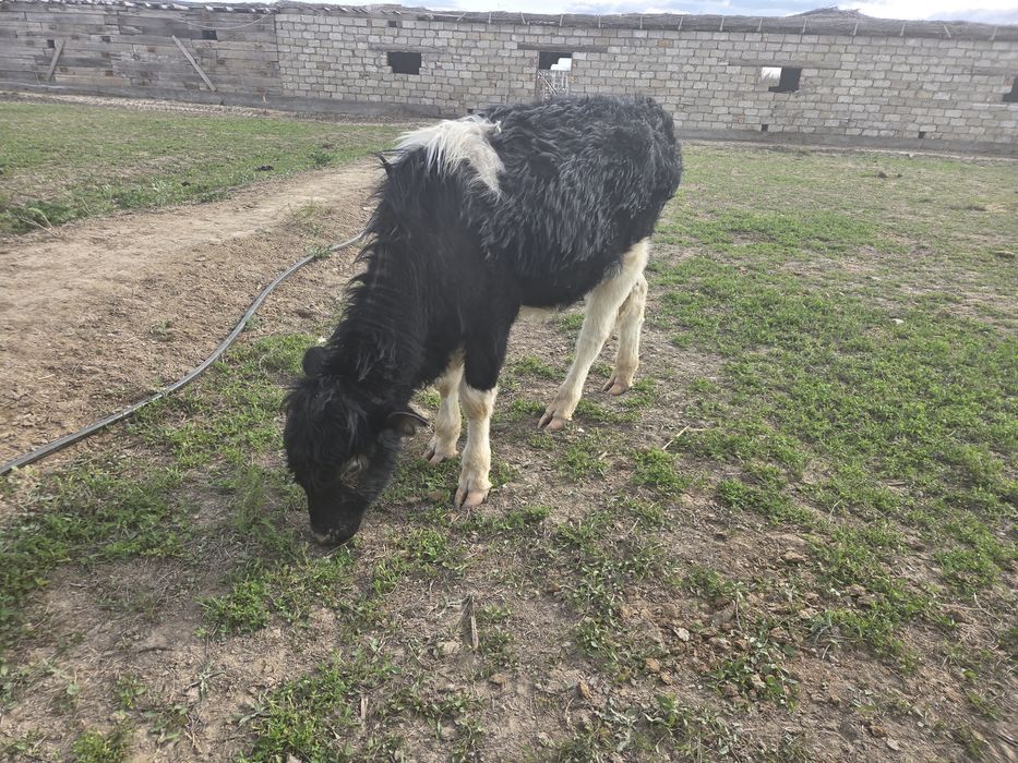 Баспақ сатылады екі 1,5 жасар еркек