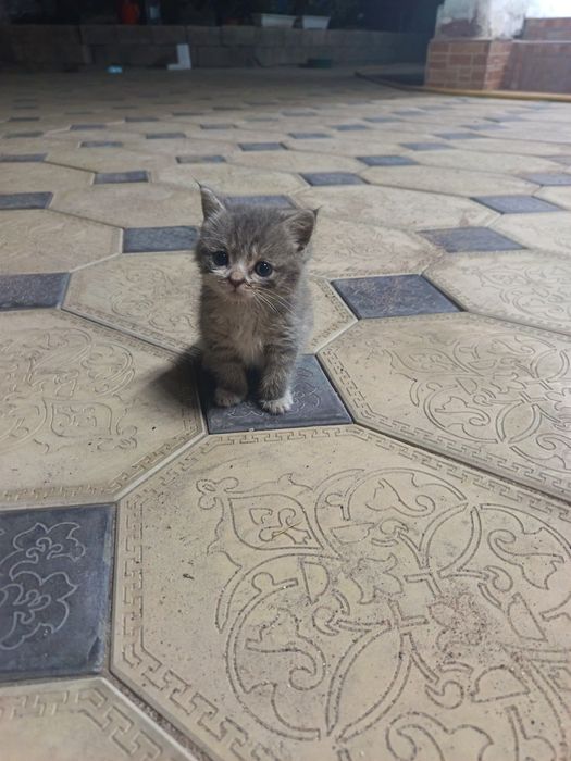 Котеночка  подарю  в добрые руки.