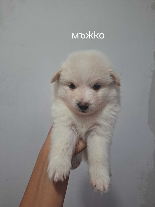 Кученца Немски шпиц