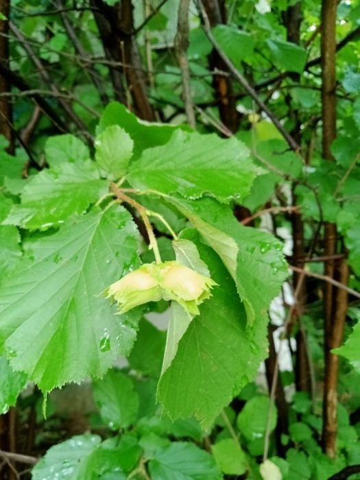 Орех фундук. Саженцы .