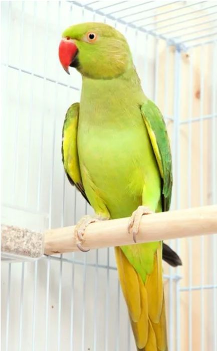 Попугай ожереловый.