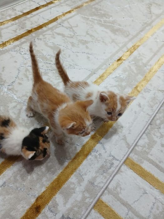 2 мысық бар тегін