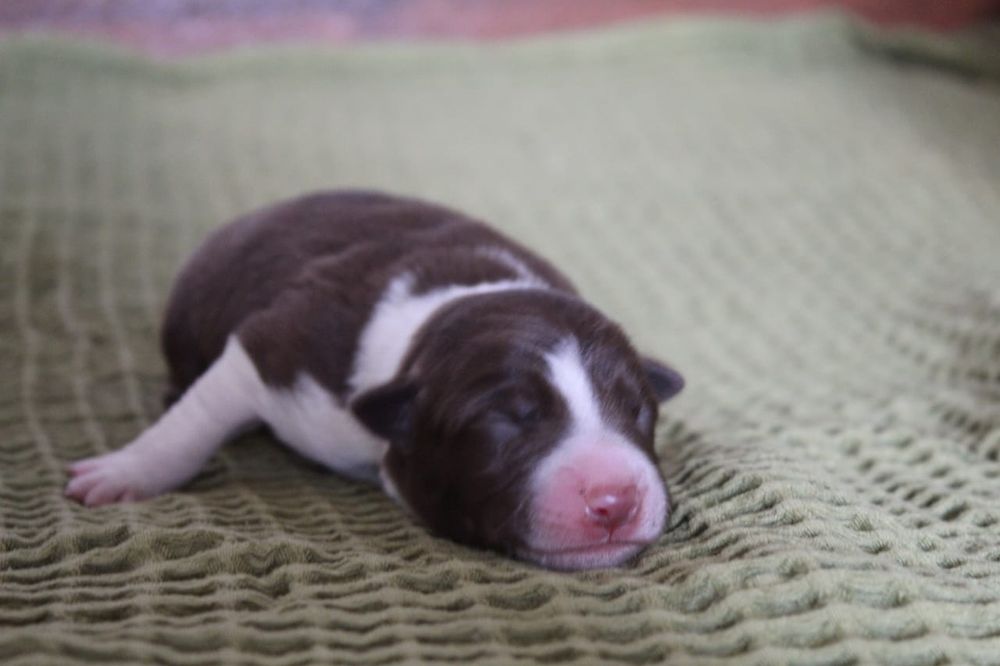 щенки бордер колли