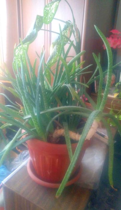 Свежий листья Алоэ Вера