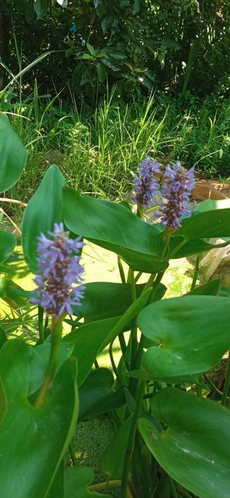 Воден зюмбюл лилаво син 5.50лв.бр.