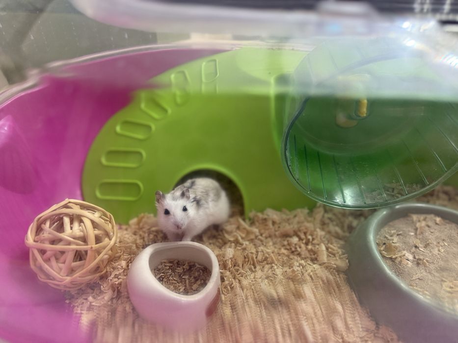 Хомяк с крутым жильем