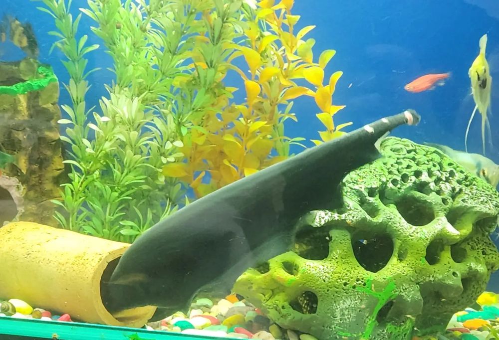 Продаются аквариумные рыбы чёрные ножи