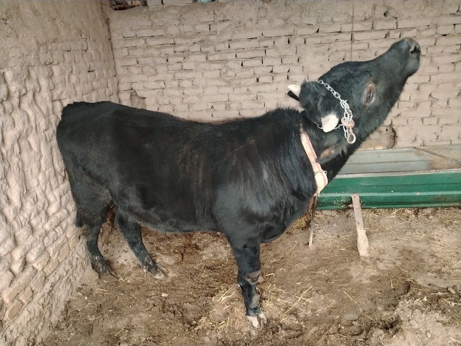 O'kiz sotiladi boqilado'n