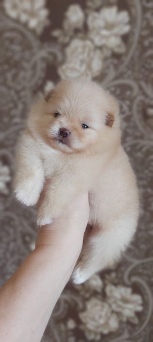 Шпицы кремовые готовы к переезду