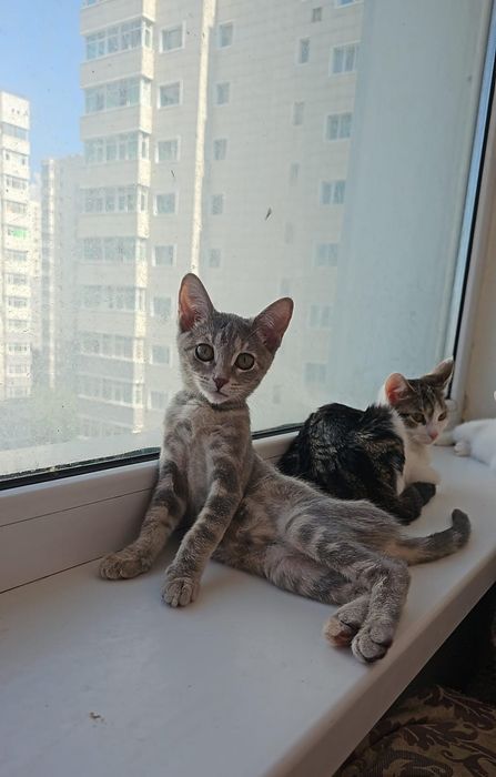 Отдам бесплатно кошек