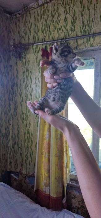 Котята красивые Бесплатно!