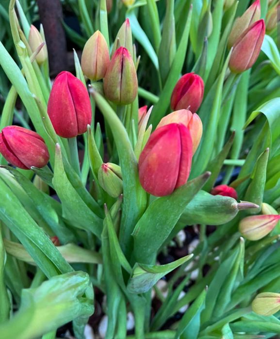 Тюльпаны опт В НАЛИЧИИ 430 ТГ.