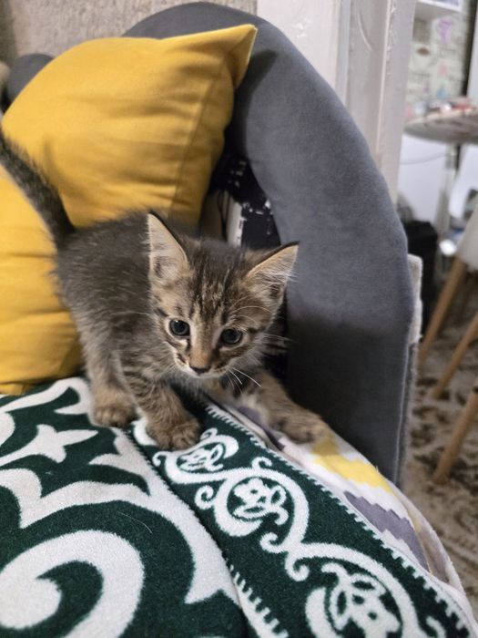 Отдам котят в добрые руки