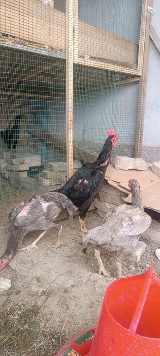 2 та Кул макиенлар сотилади