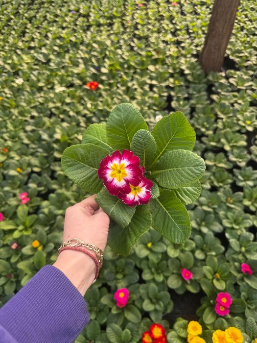 Primula la super pret