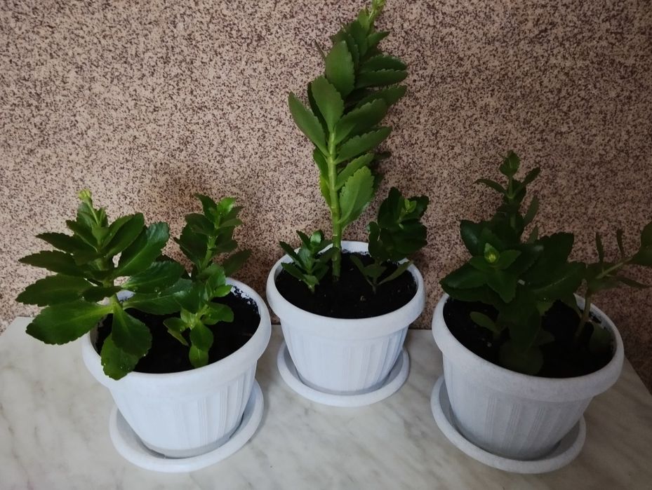 Продам цветы Каланхоэ