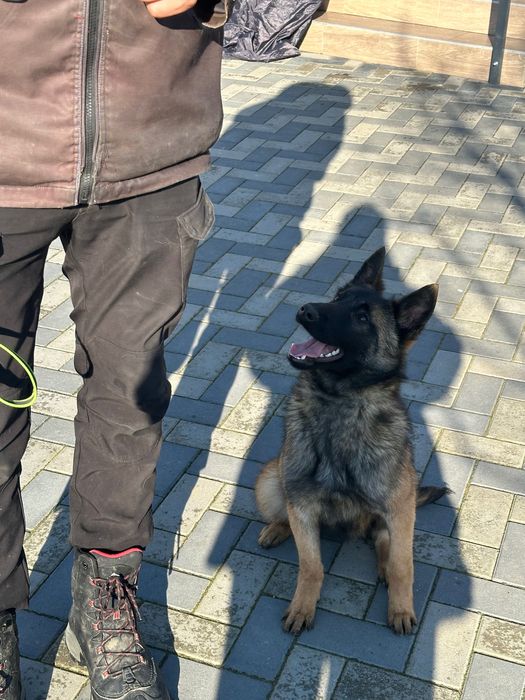 Femelă Malinois 6 luni cu pedigree tip A