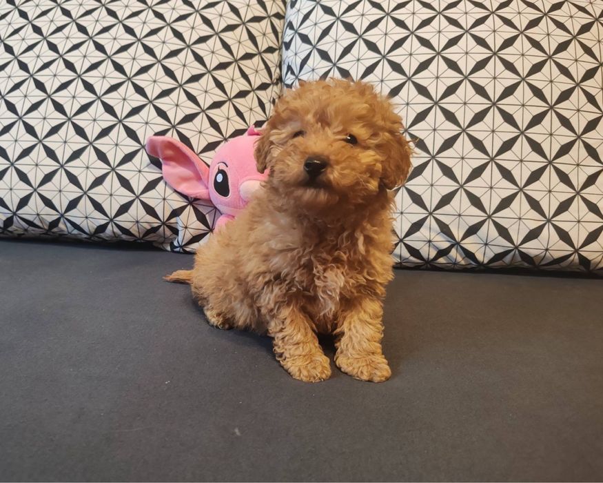 Малтипу  -  женско