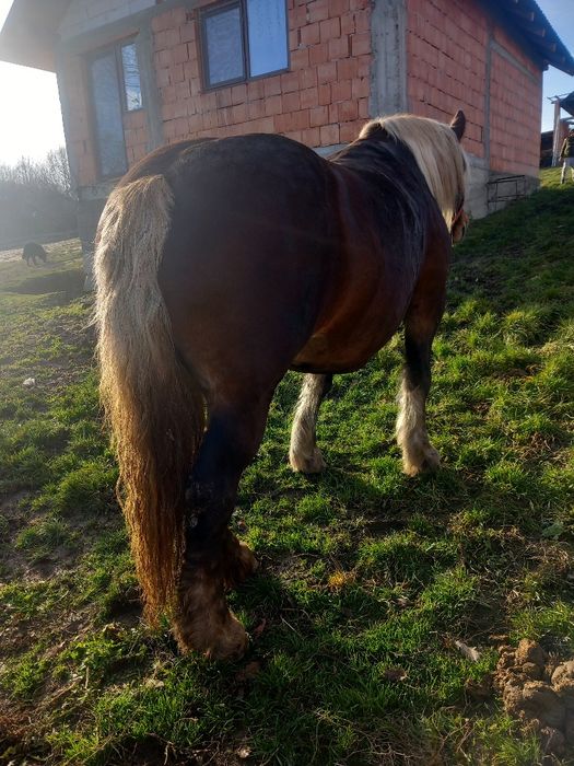 Iapa de vanzare de 7 ani