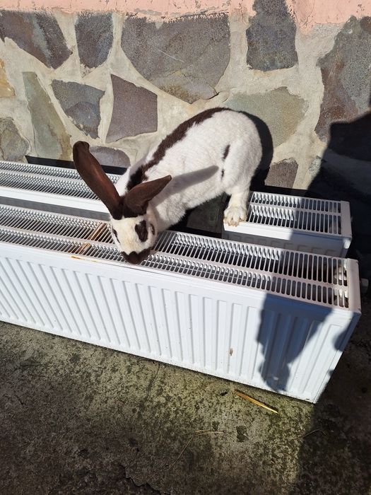 Femelă fluture german pestriț