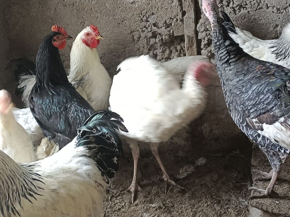 Продам курей брамо и держинский гигант