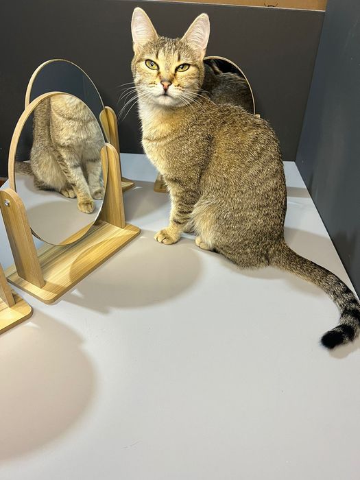 Отдам в хорошие руки