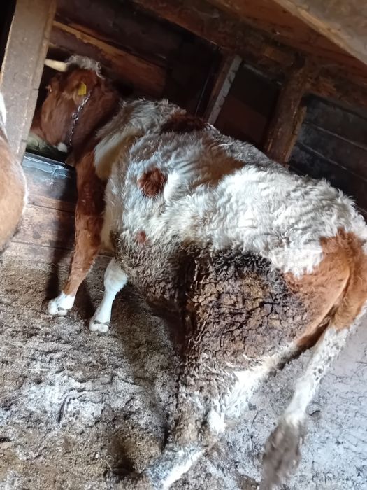 Vaca de vanzare gestanta