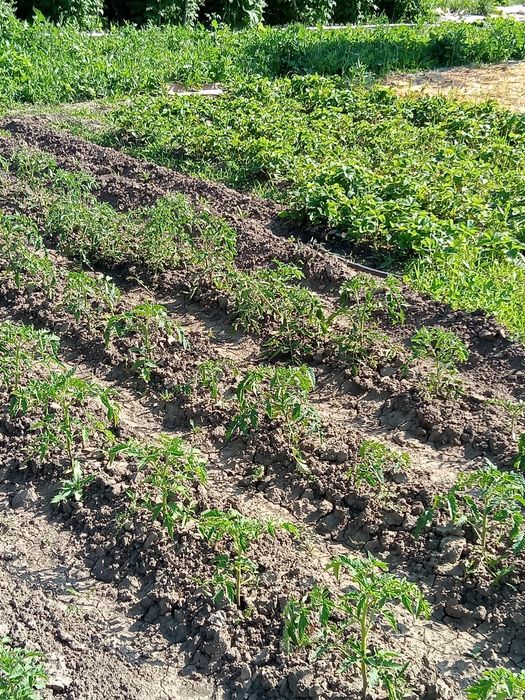 Продам дачу (6,6 соток)