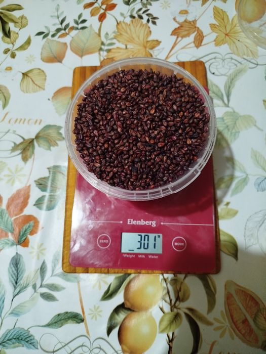 Косточки тёмного винограда(саперави)