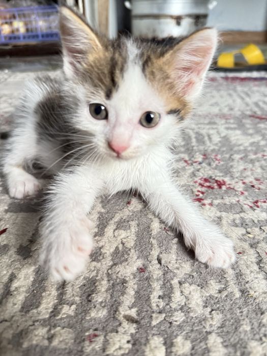 Отдам котят в хорошие руки