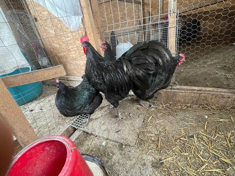Pui Australorp de o zi