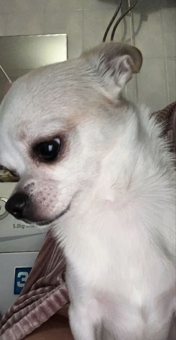 Продам кобелька