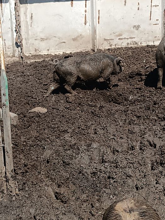 Продам свинку на племя