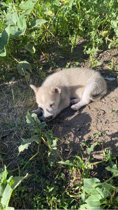 Щаенки хаски продам
